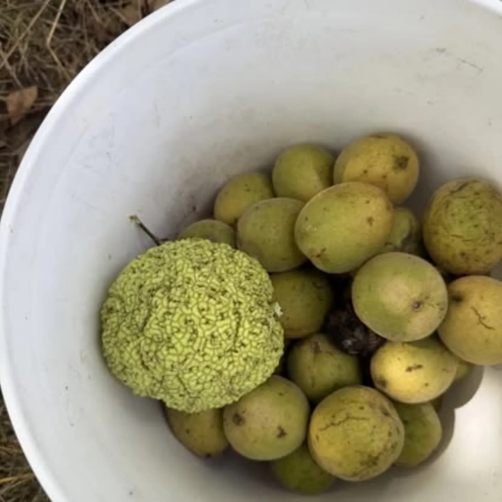 Chestnut Flour